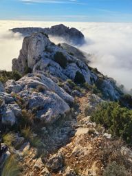 Dans la forêt des calanques