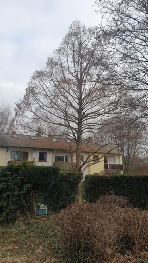 Frankfurt_ID23791_UM_Matternstr. 8