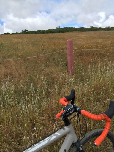 Wildflowers! They match my bike, too.