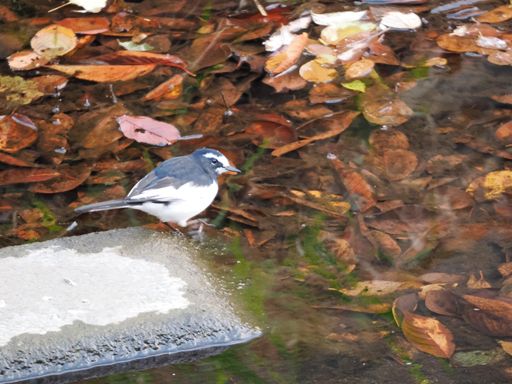 セグロセキレイ