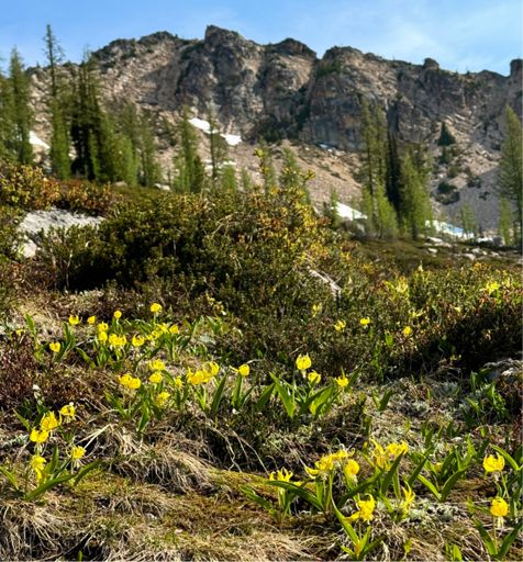 Nice to see spring wildflowers again.