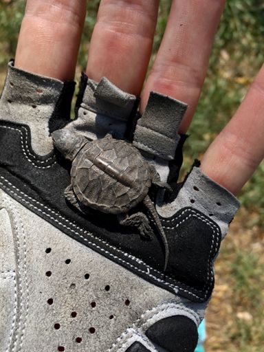 Лежала на дороге. Спас и перенёс к воде.