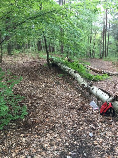 Déviation pour la jesus 👍