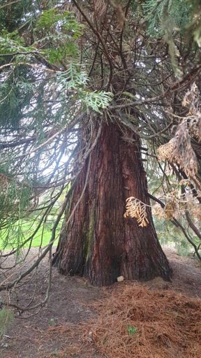 Hofheim am Taunus_ID23810_BM_Kassernstr. 17_Stamm
