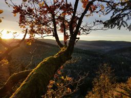 Corbet à la fraîche
