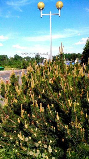 International automobile border-crossing point Shumilkino. Russian-Estonian border