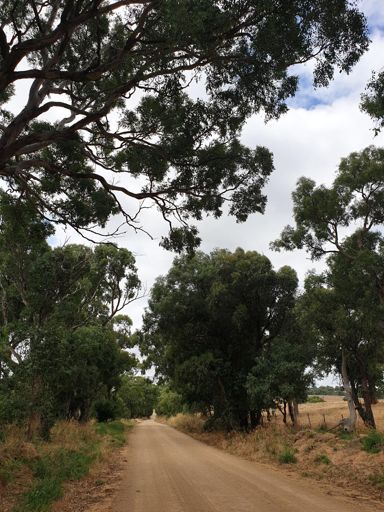 Homeward bound after coffee and passionfruit slice (Gums Lane)
