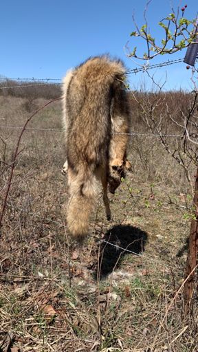 Saw a couple dead chickens right before this…