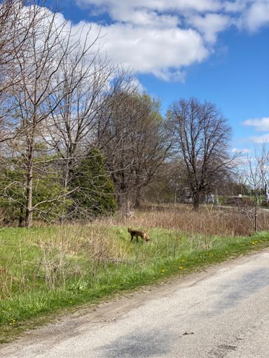 Cute dog on the loose at confederation park