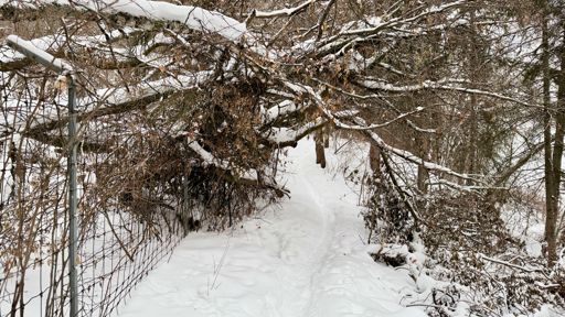 Tree down on EMP Blast.
