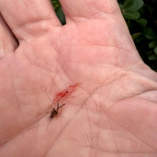 Mosquito bites in January. My neighbor died from West Nile Virus. Tropical diseases from global warming.
