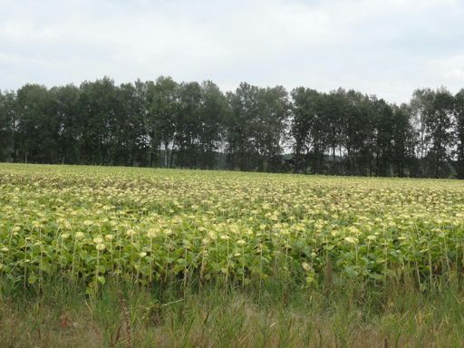 Контраст подсолнухов на фоне серого неба отвлекает внимание у хмурой погоды