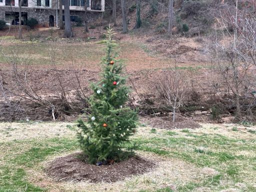 Tree at Cleveland Park still decorated for Christmas