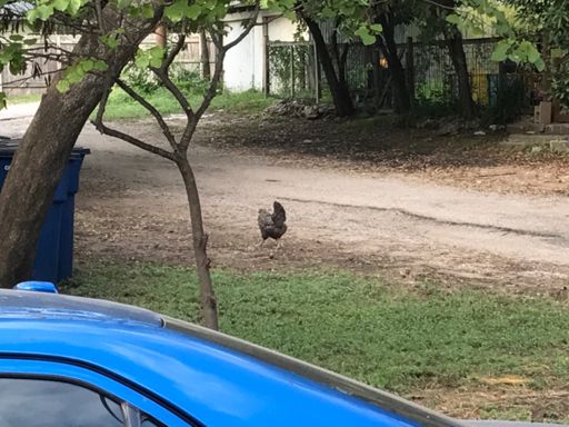 wild rooster on 35th lol