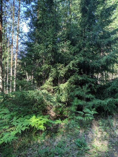 Новый год нужно здесь встречать