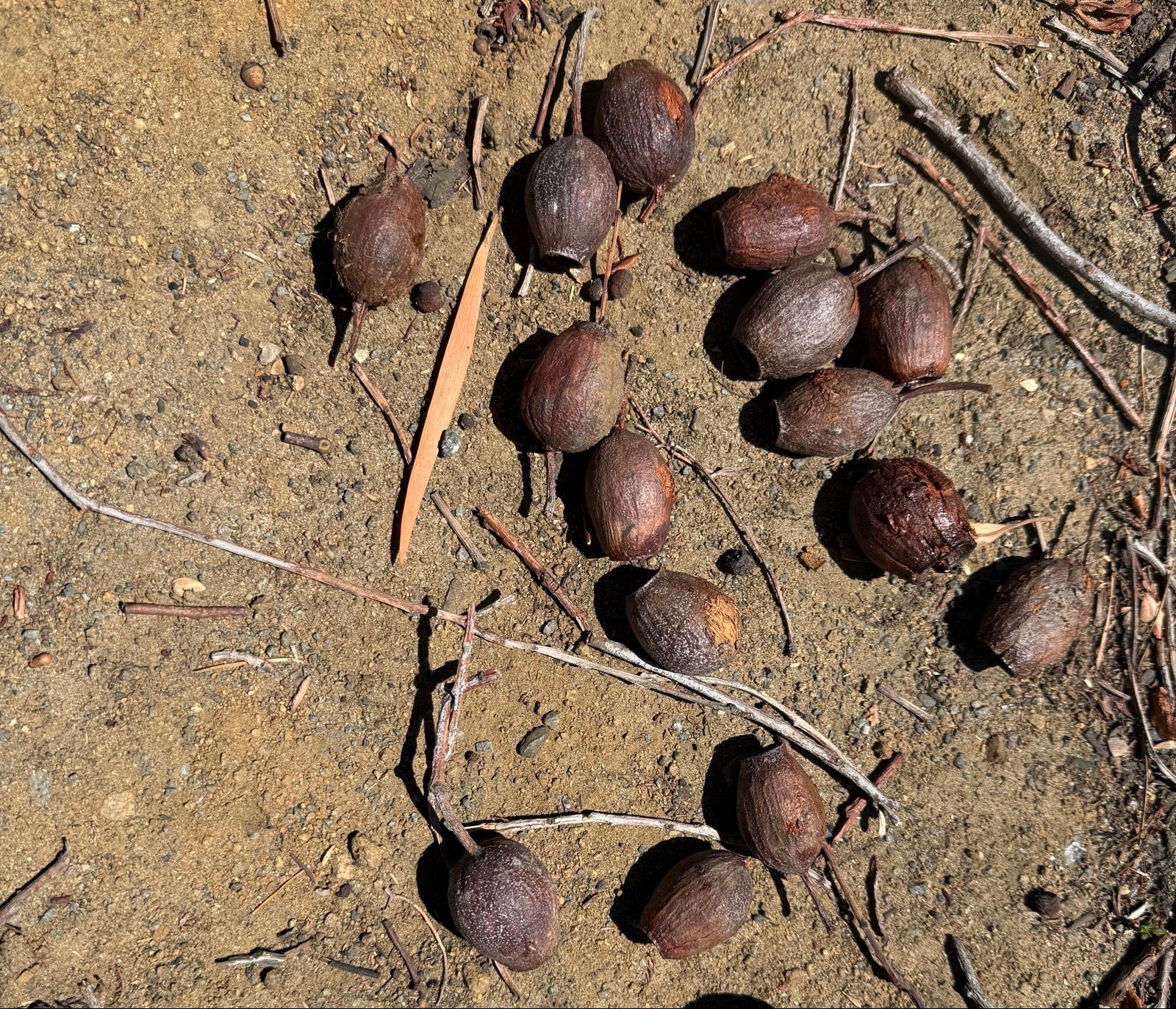 Random gumnuts and other eucalyptus debris at the back of the airport where we started our ride