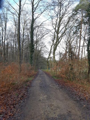 In de Duitse bossen van De Meinweg