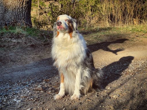 Bear is now 8 years old. I remember when he was 3 months! 👀 closely for master Giroux.