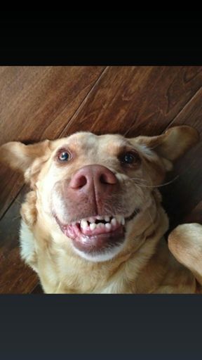 He he he he he...!
Bora bora...