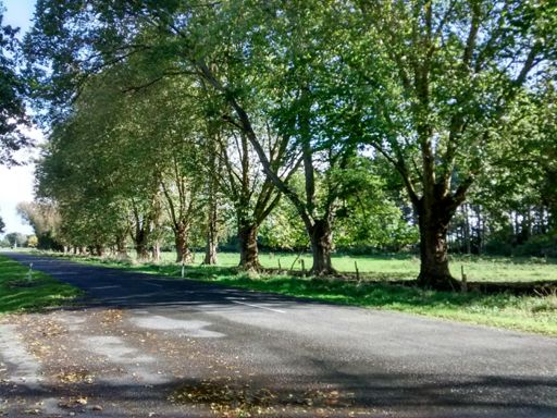 Used to build tree houses in these trees across the road from our house. Couldn't see any remnants of the boards, 35 years later. Shame that.