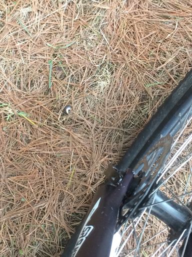 Had to take a break and right where I stopped was a snail.