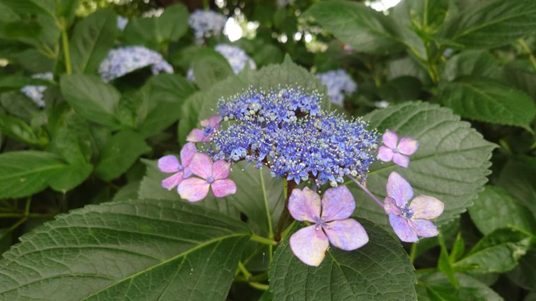 あれも紫陽花、
