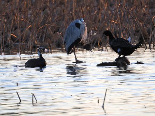🐦‍⬛ことよろっす、にしても寒いすね、親分
🐦‍⬛水面に立つなんて、さすがっす、親分
🦤おう、おめえらも水面に立てるくらい脚力鍛えるこったな