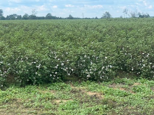 Lots and lots of cotton everywhere, most of it not quite ready to harvest.