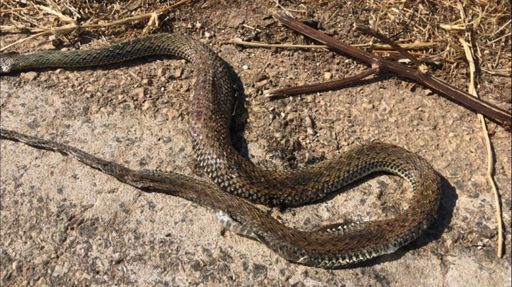 So many squat ones 🤨