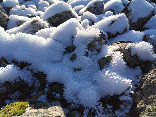 Des cailloux à la parure duveteuse... 