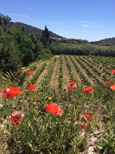 Our village, Portel-des-Corbières