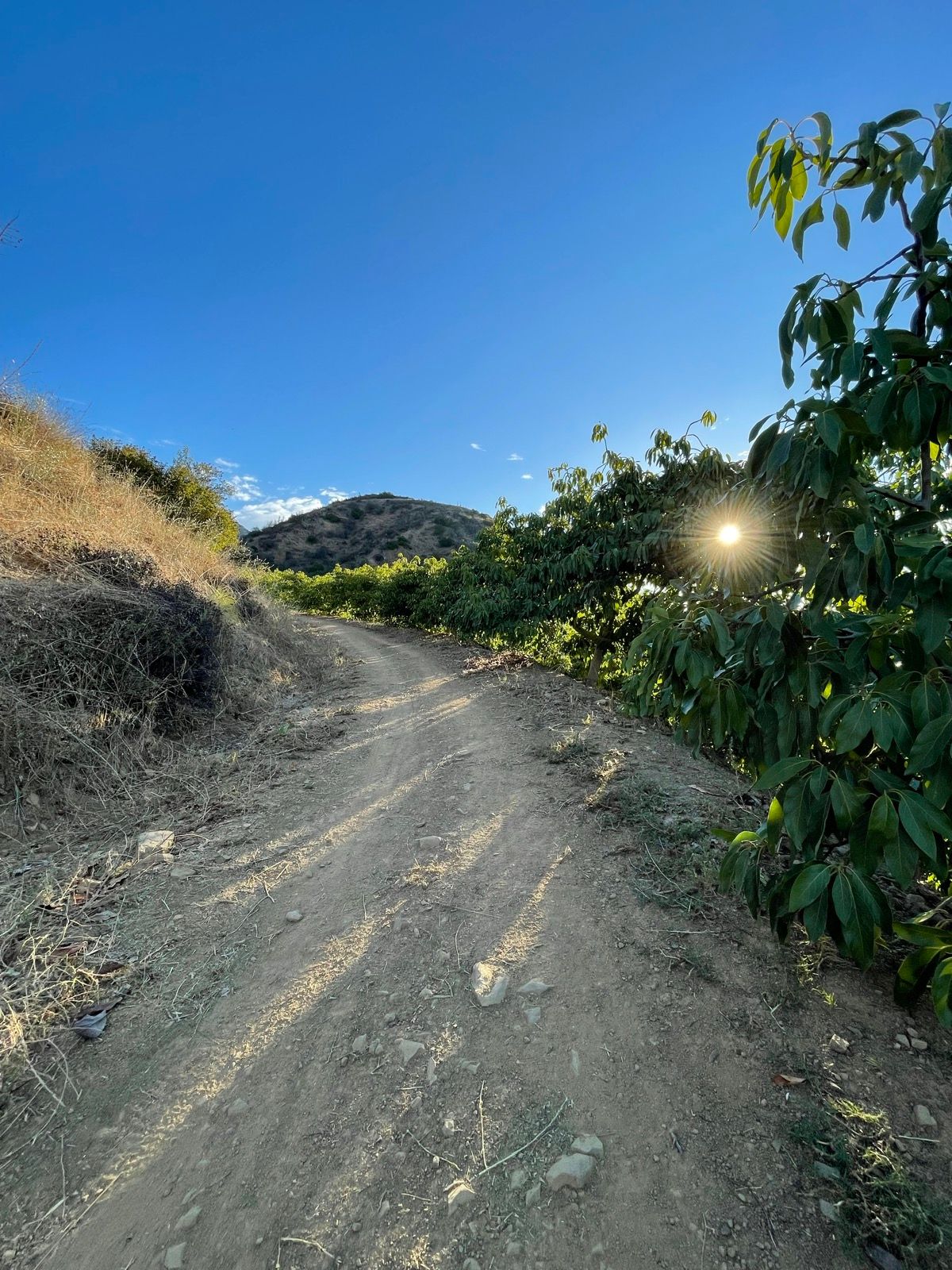 Angelica Carranza Strava Runner Profile