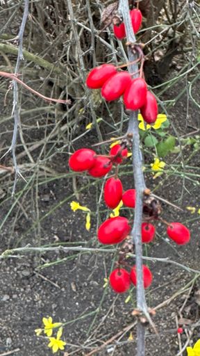 Direkt daneben hängen noch die knallroten Früchte des letzten Jahres.