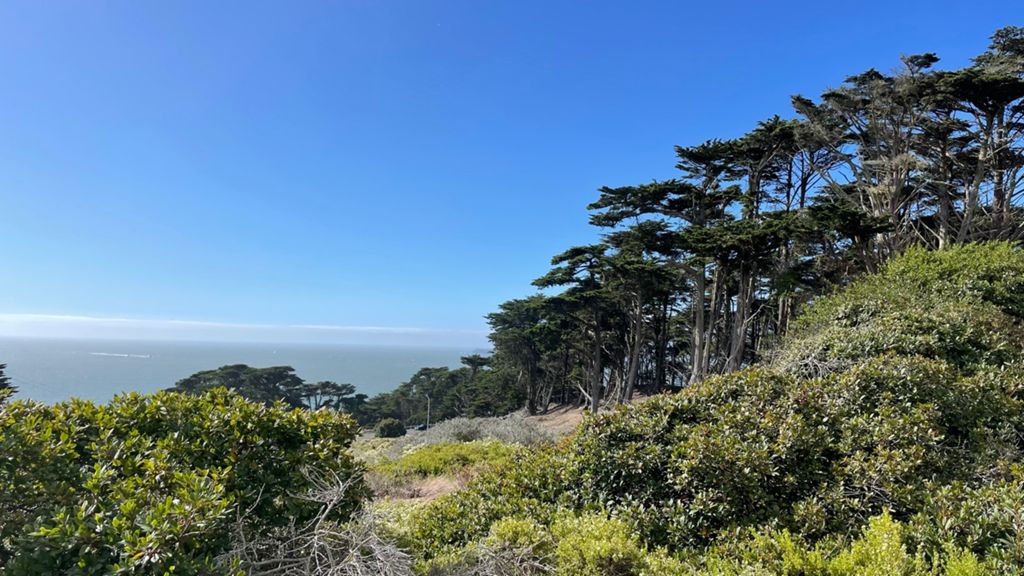 Butterlap (Presidio & Golden Gate Park) photo 145