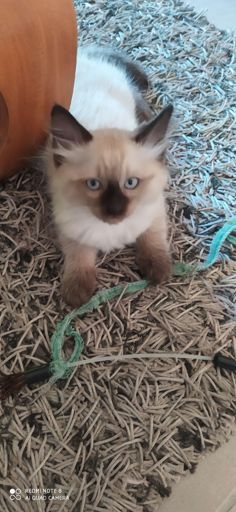 Ceci n'est pas un lapin!