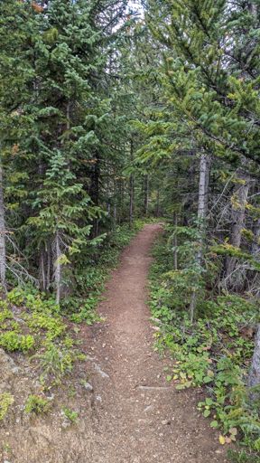 Tree tunnel on the beautiful Colorado Trail