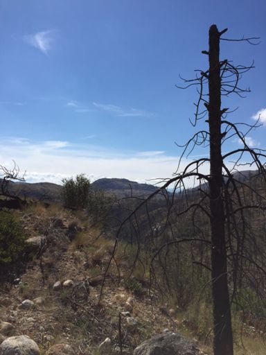 Aftermath of the 2015 Fire near Omak, WA