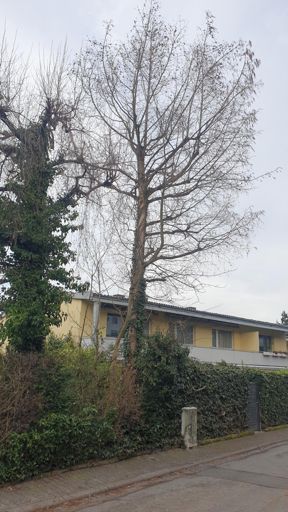 Koenigstein im Taunus_ID23787_UM_Wiesbadener Str. 45