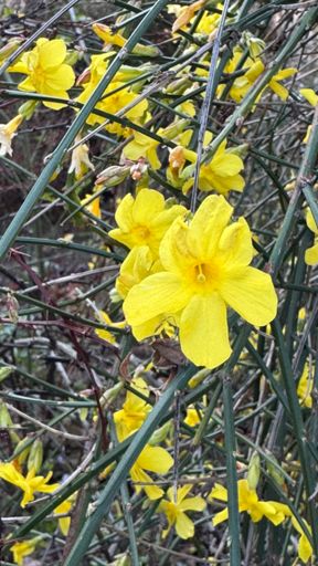 Mancherorts zeigen sich bereits die ersten Frühlingsboten, wie dieser Winterjasmin an einer schützenden Hauswand.