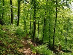 Hutlehouse Greifenstein