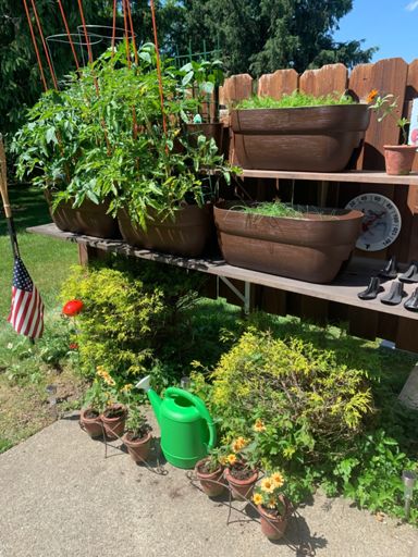 Getting little tomatoes and variety of 💥peppers