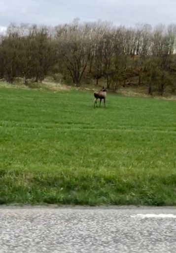 Du ser kanskje en elg, æ ser:
Skavet kjøtt, sopp, løk og einebær, alt kokt i en saus av fløte, creme fresh og geitost. Deilige dampa grønnsaker til og en puré æ ikke helt huska ka va laga av, muligens blomkål og noe anna 🤔 Om du snik her, Cecilie, gi mæ gjerne et pip med ka det va du lagde slags puré? 🤤