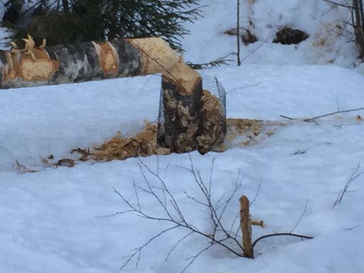 Byggmester’n er i gang....