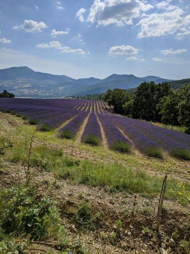 Champs de lavande du Poët