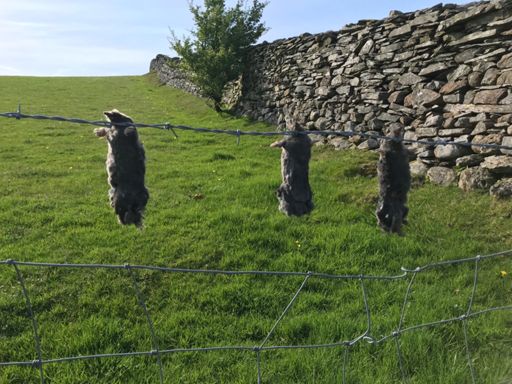 No idea what this is but it’s fucking freaky