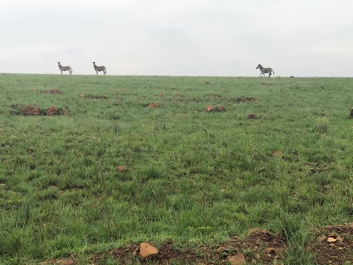 Zebra in Witbank Nature Reserve.
