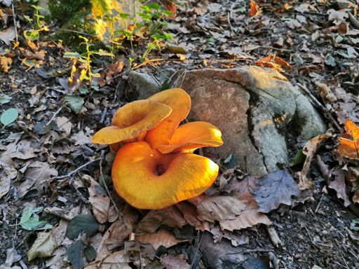 se lo chiamano sentiero dei funghi un motivo ci sarà.