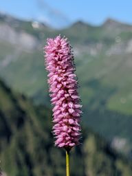 Fluebrig