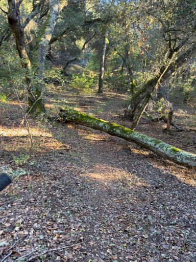 Big tree down across Timm about halfway down