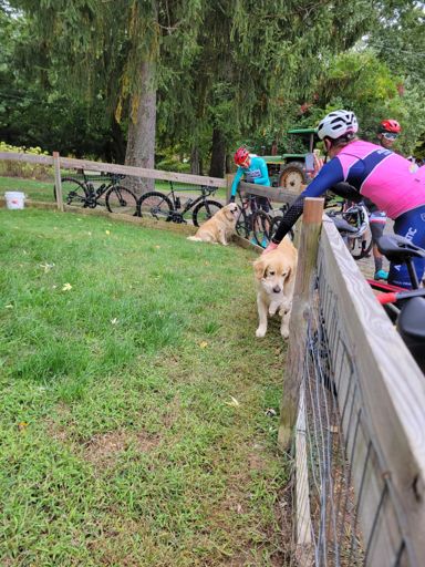 cider donuts AND puppies 🥺